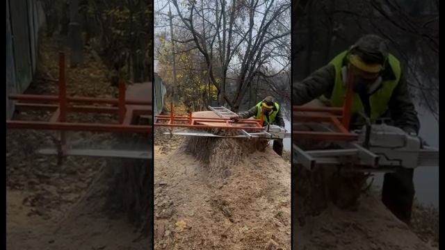 Распил Пня.  Так делают столы.