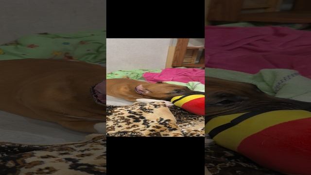 У нас пополнение, знакомьтесь Зевс
