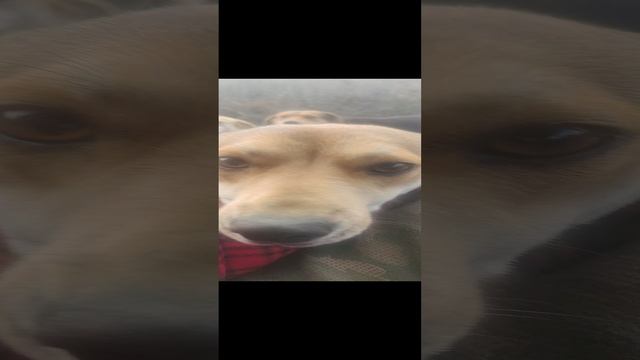 Как всегда, радостная встреча! #помощьживотным