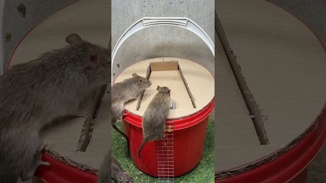 Домашняя мышеловка