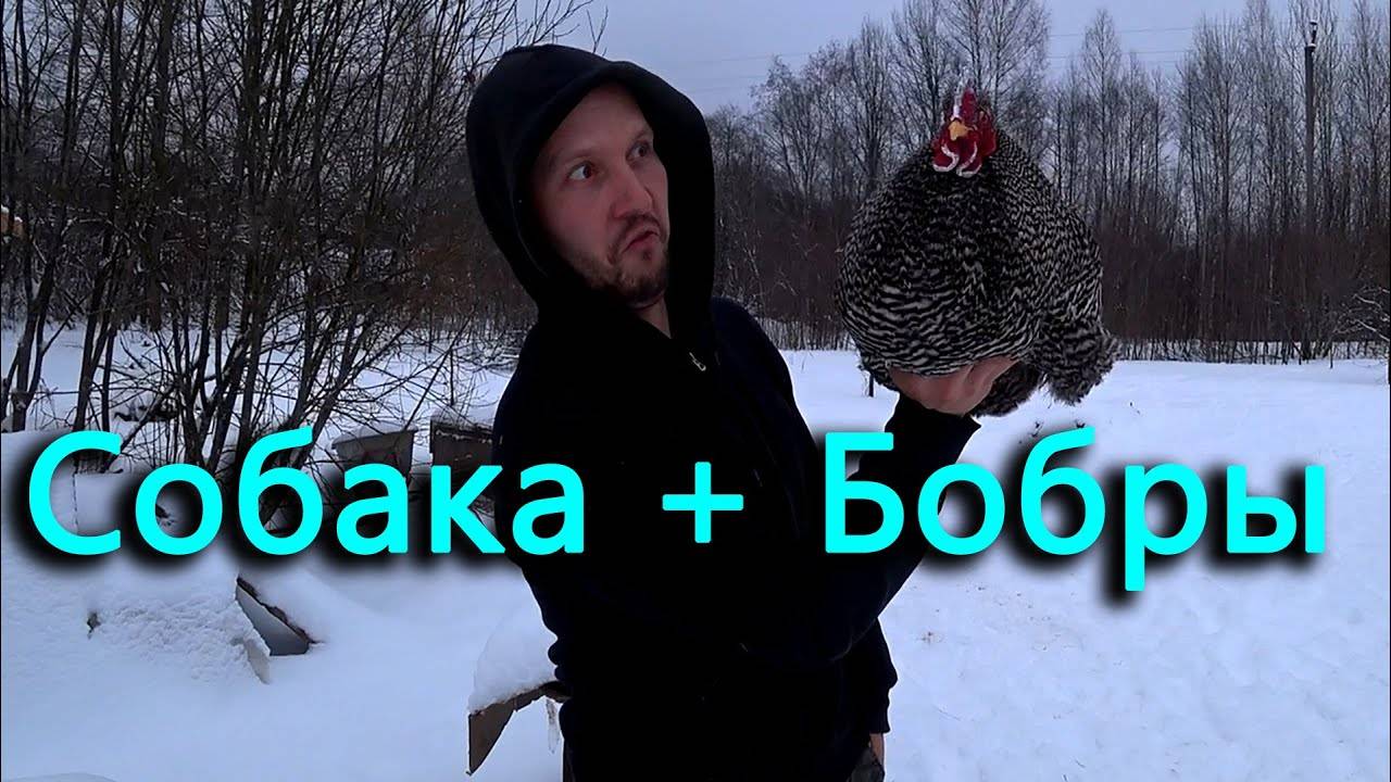 Знакомим собаку с бобрами, дрессированные куры и гуси-паломники.