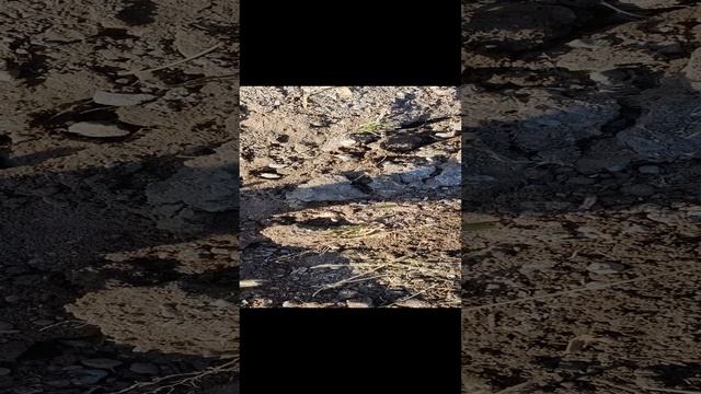 Нашел железную шину около дороги)