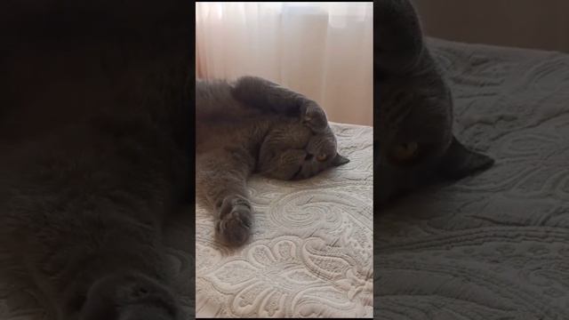 Бритни и чихуа-хуа Дениел