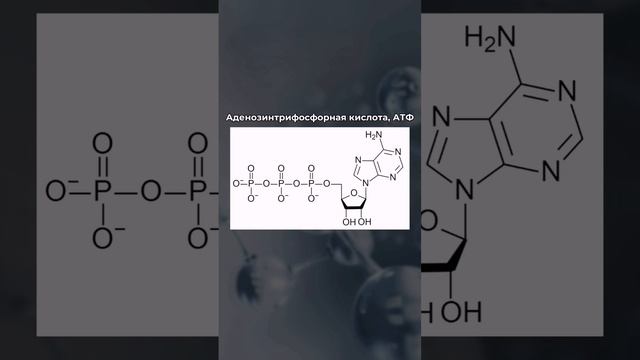Чем опасен недостаток АТФ в организме? Подробности в комментариях #микролэнар#здоровье