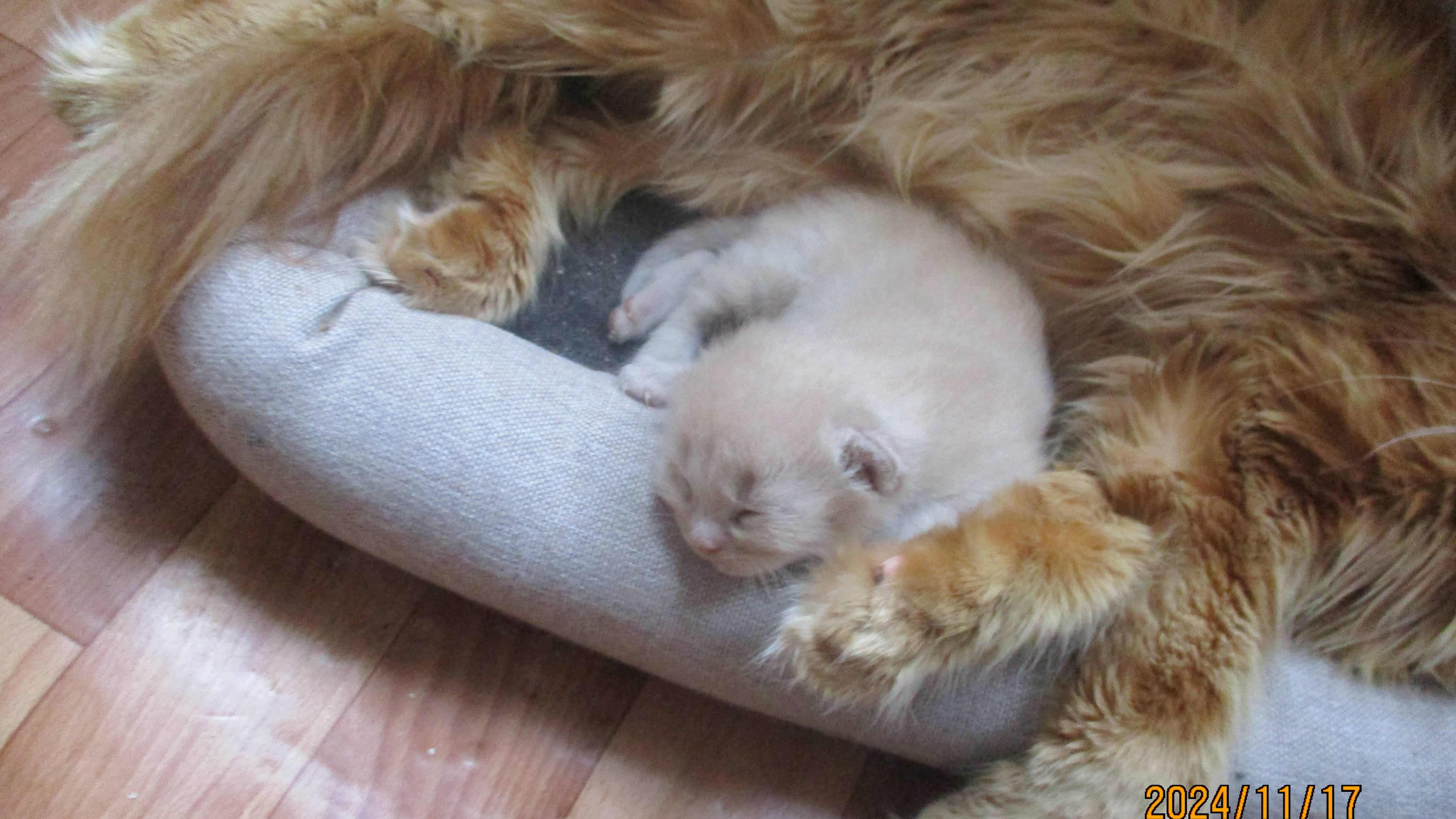 котику 2 недели пока боится выходить