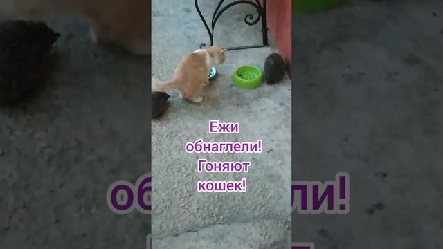 Ежи обнаглели! Гоняют кошек! #ежи, #еж, #наглыеежи