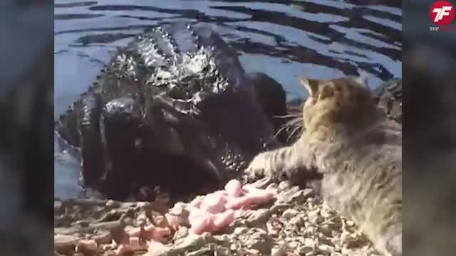 Разорвали на Куски СУМАСШЕДШИЕ битвы Животных Снятые на Камеру