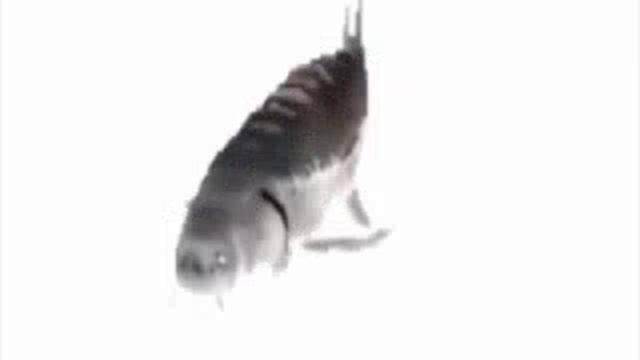 селëдка