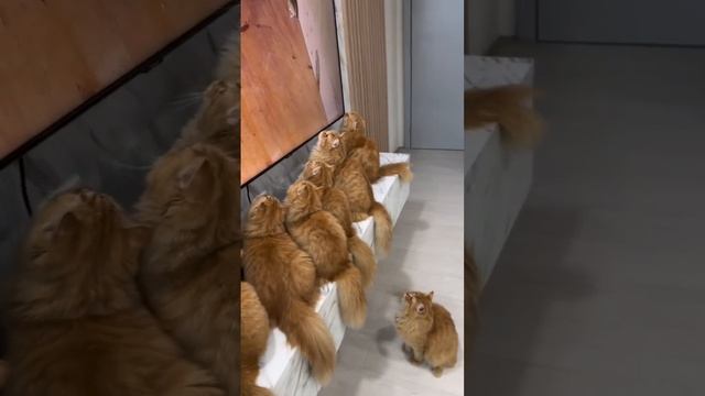 Котики смотрят фильм на канале "Котейко"