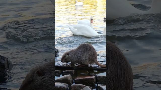 Лебеди и Нутрия на реке Влтава в городе Прага в Чехии.