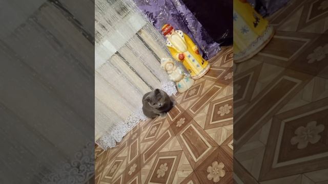 кошка и новый год