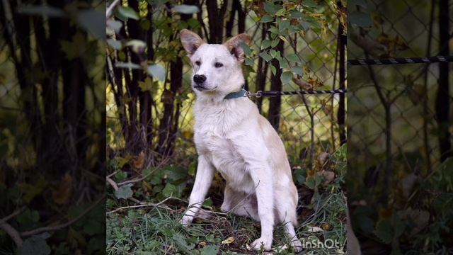 Замечательный белый медвежонок Кай ищет дом!