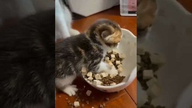 Жадина 🐱