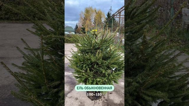 Подарите себе новогоднее настроение с елью из питомника