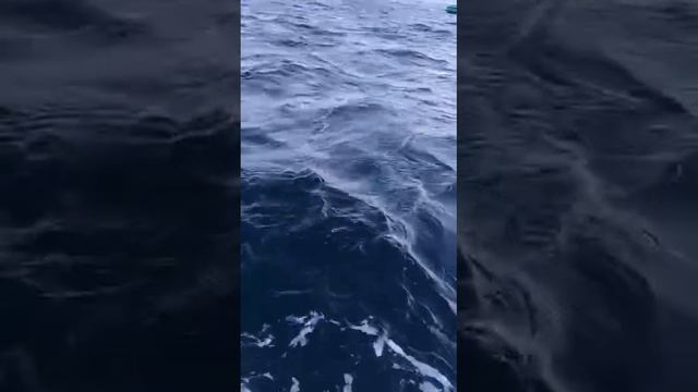Кит вынырнул с головой
