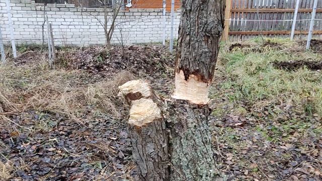 Как БЕЗОПАСНО завалить высокий ствол дерева!!