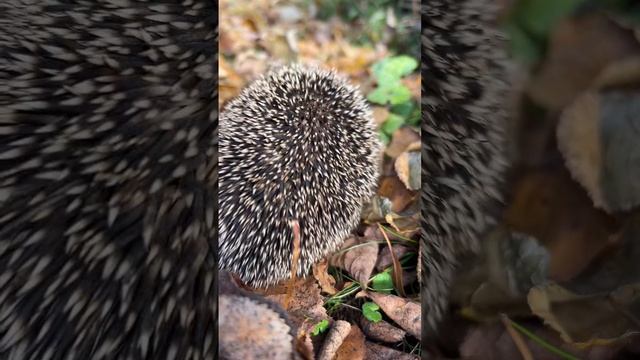Когда блошки одолели🦔🍂 #вмиреживотных  #ёж #ёжик #осень #листья #осенниелистья #autumn #hedgehog