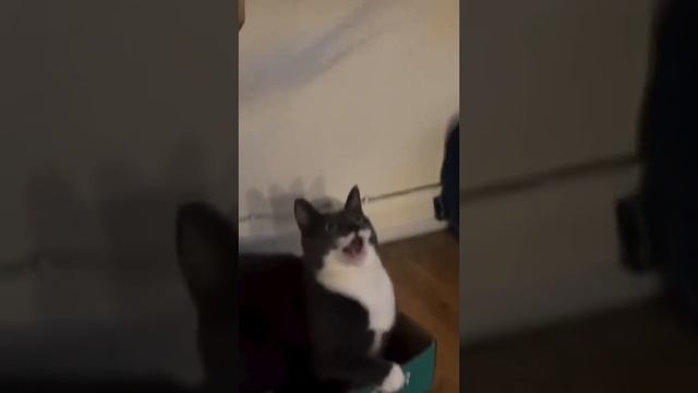 Cat.exe перестал работать...