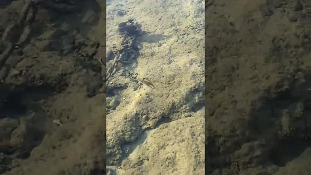 4К Рыбки Красного моря