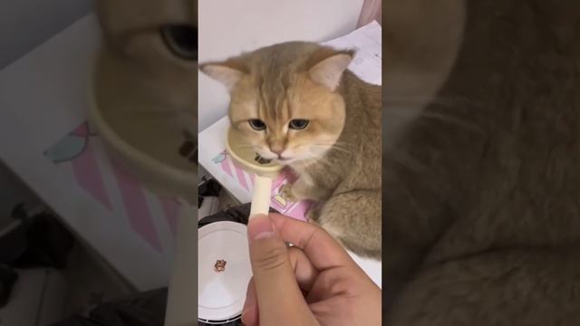 Я что, разорваться должен?