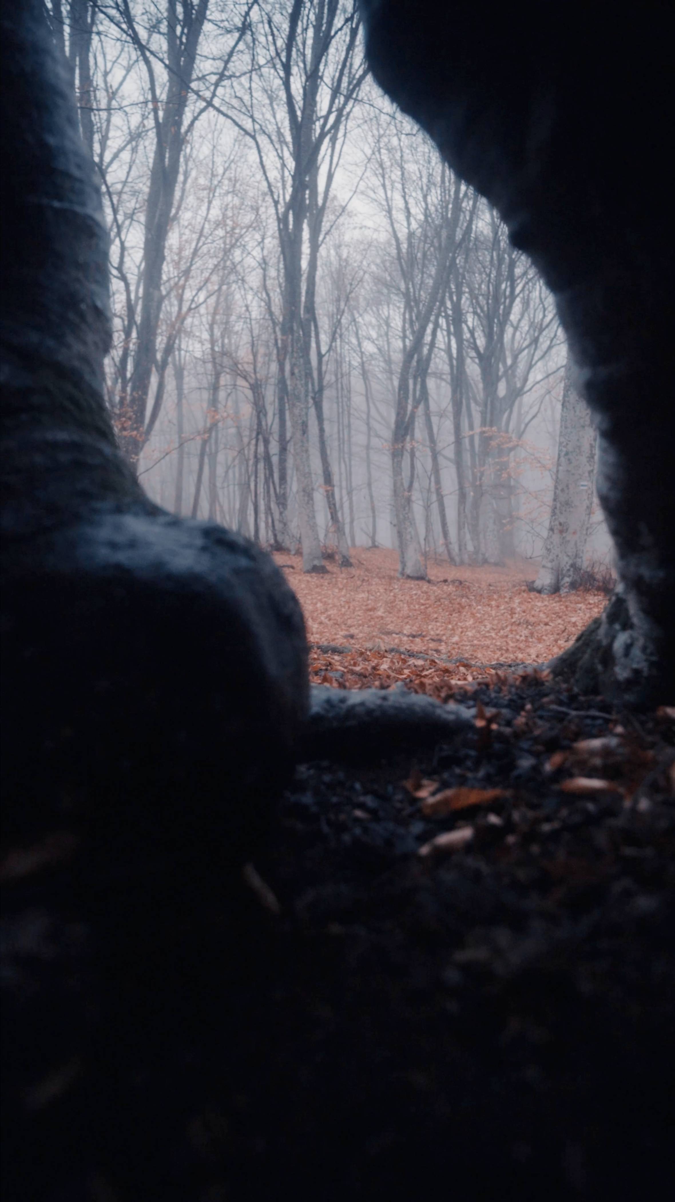 Осенний лес Крыма