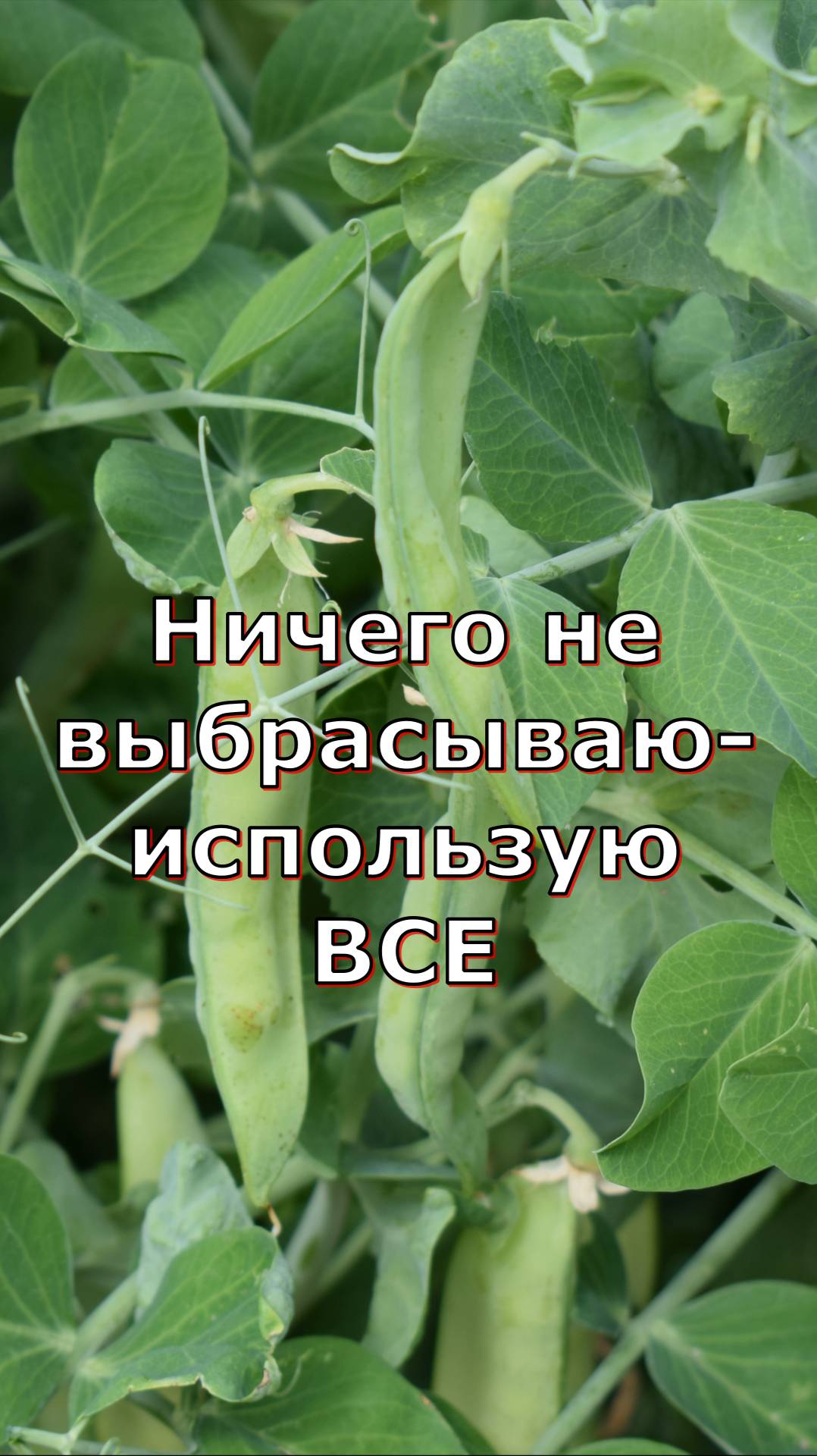Выращивание зеленого горошка