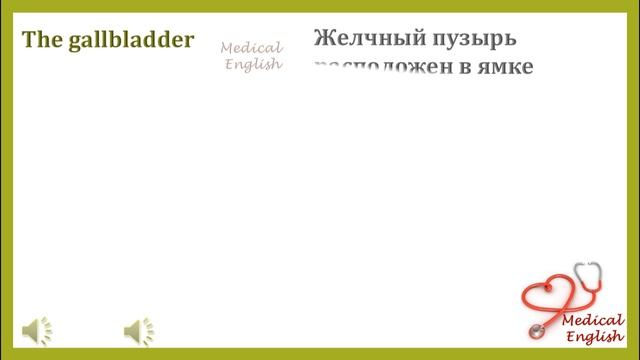 Изучаем Желчный Пузырь на Английском | Gallbladder #2. Медицинский Английский с Татьяной Глушковой