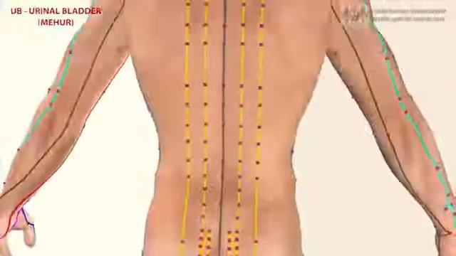 Меридиан мочевого пузыря