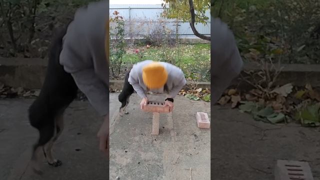 Да  показала я тебя собачка всему миру😊