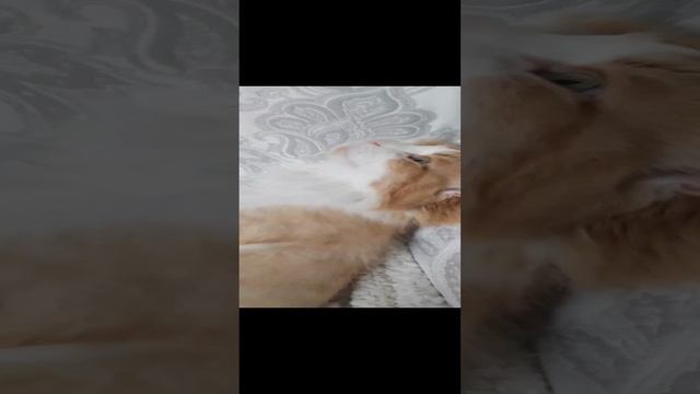 Кошка Лиза и кот Филя
