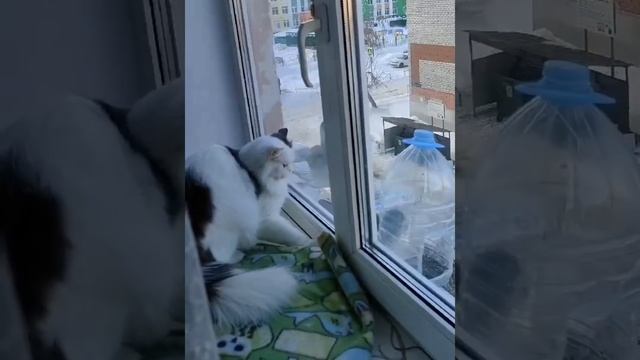 Сейчас я вас поймаю! #кот #котики