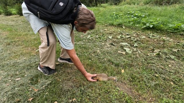 Легендарные ручные суслики о.Татышев в Красноярске