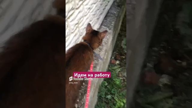 Бодрым шагом идем на работу.