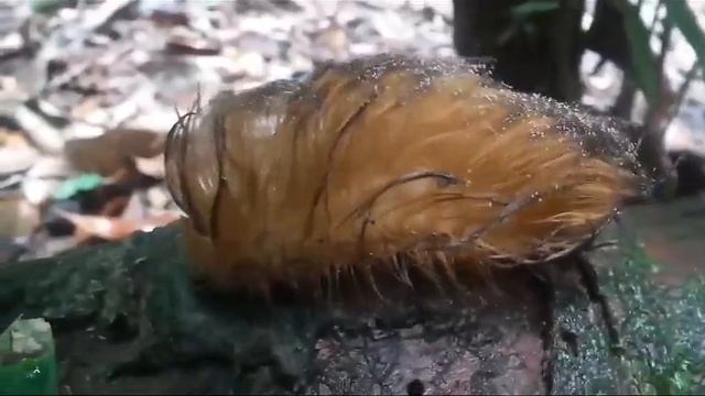 🐛 Гусеница кошачьего мотылька ( Megalopyge opercularis.)