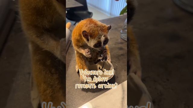 Чудесного дня! Что будете готовить сегодня