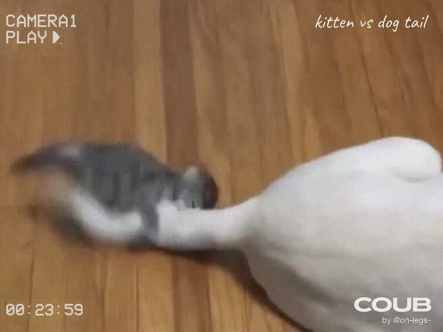 Kitten vs dog tail