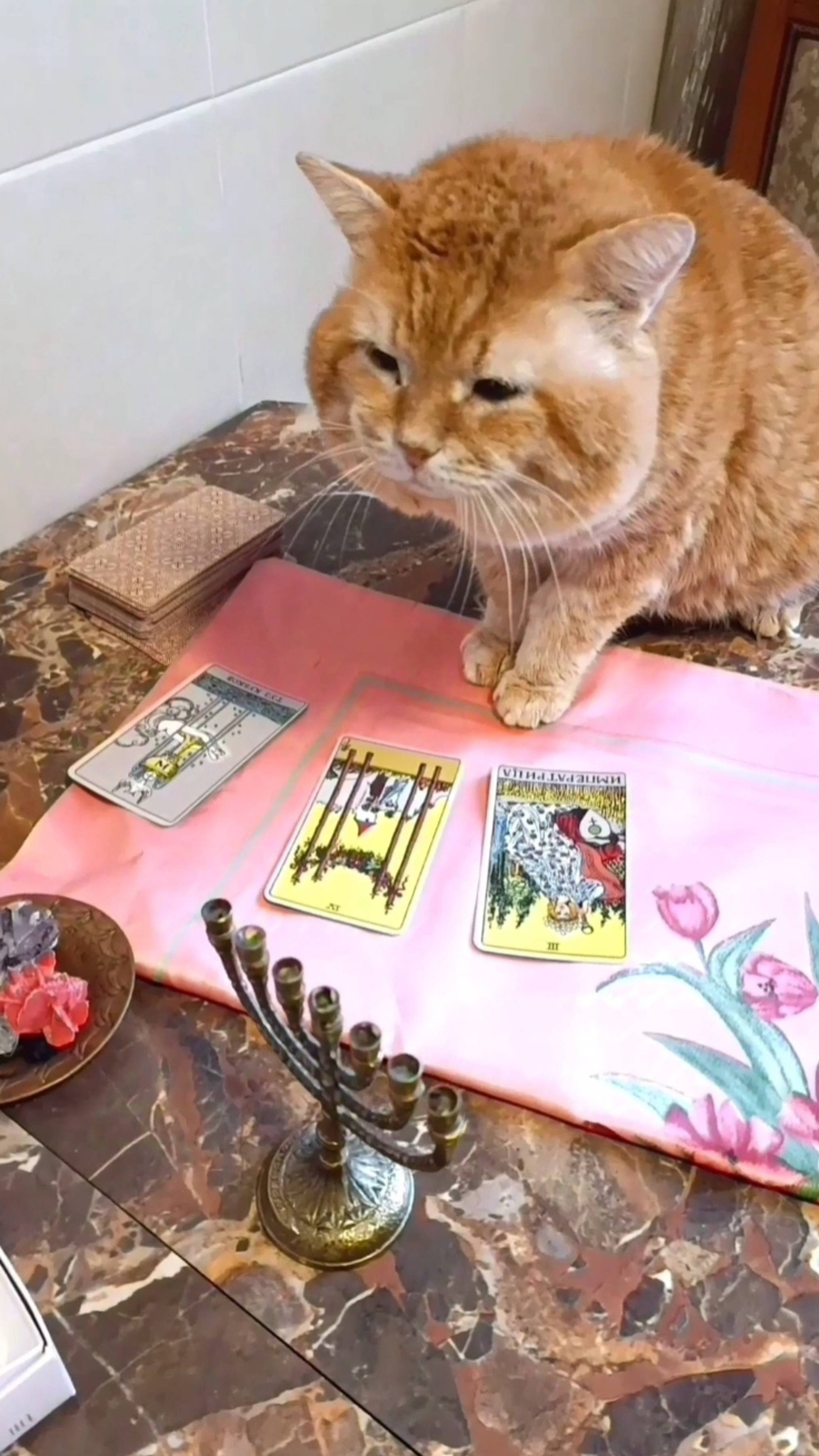 Кто меня увидит предсказываю - у вас будет много добра! #котпредсказатель #котмаг #котыкошки