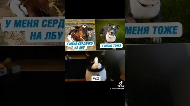 Приколы