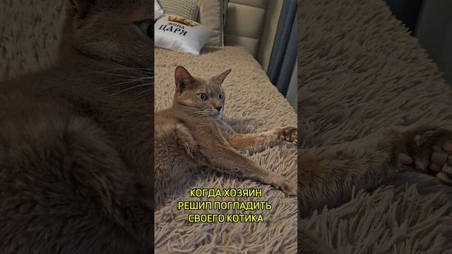 Когда хозяин захотел погладить своего котика #котикнедоволен