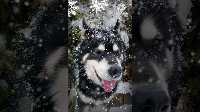 Shorts Снег кружится❄️летает❄️летает❄️ Всем трудовой Благословенной Творческой и Мирной недели