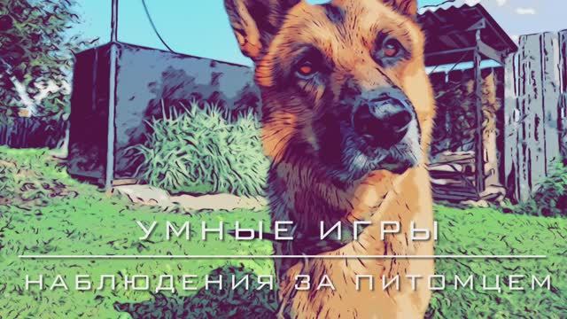 Умные игры: наблюдение за питомцем.