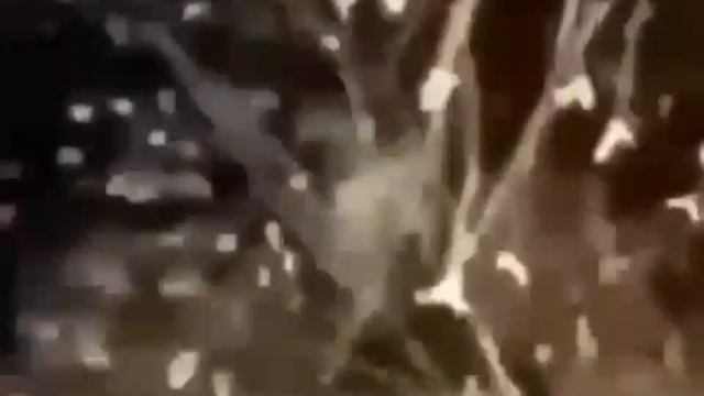 1000003763.mp4