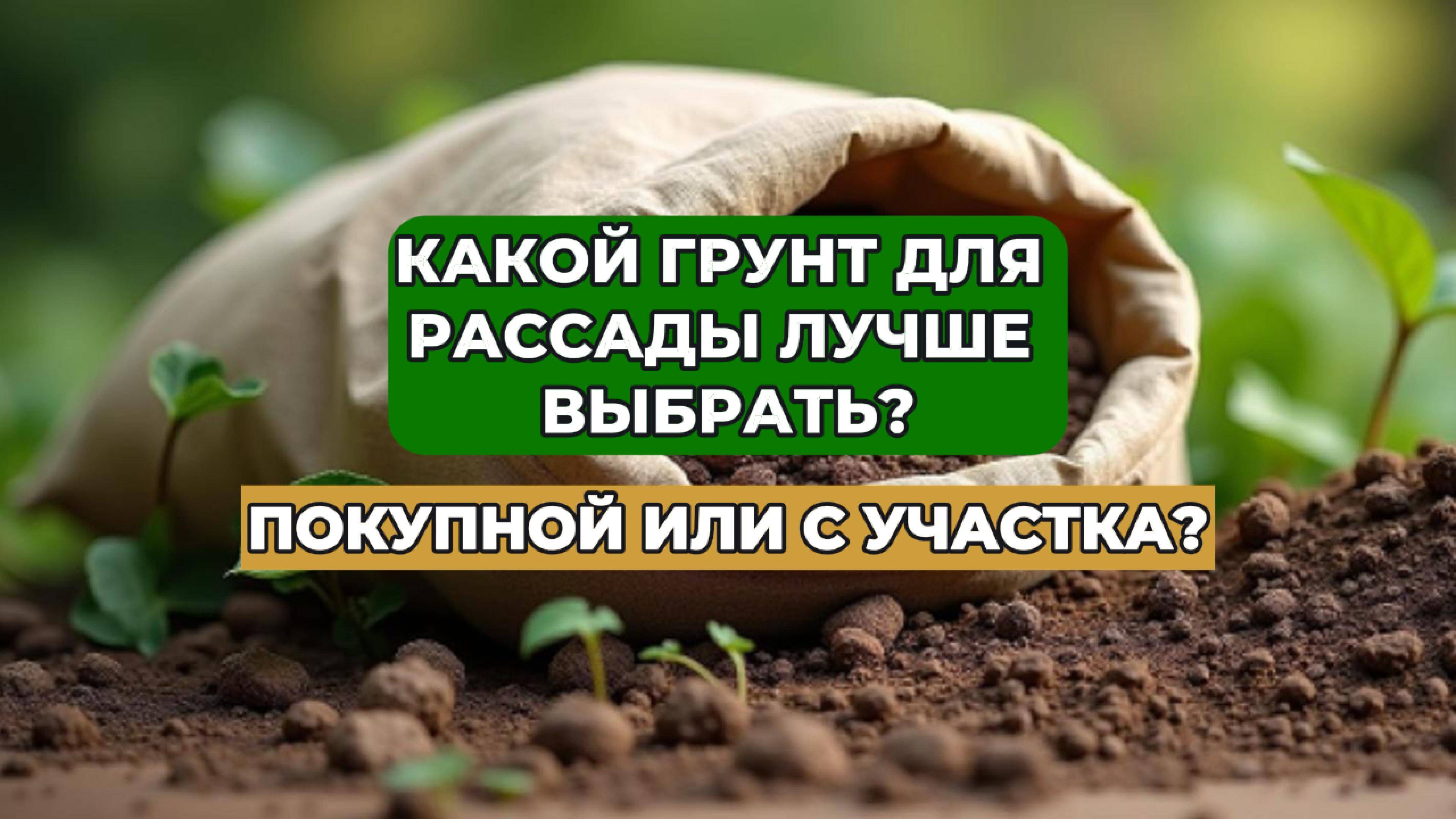 Какой грунт для рассады лучше использовать: покупной или с участка?