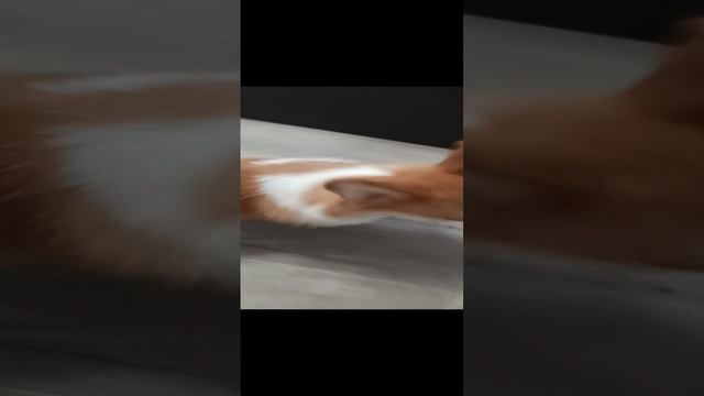 корги Арчи