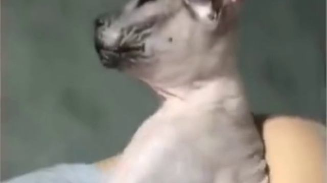 САМЫЕ СМЕШНЫЕ ЖИВОТНЫЕ С ОЗВУЧКОЙ 🤣🤣