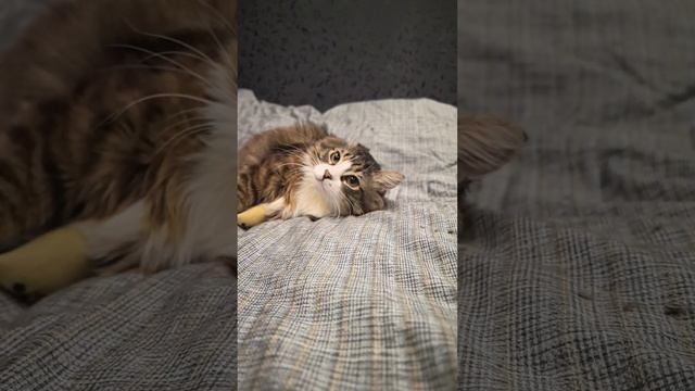 Злой кошка