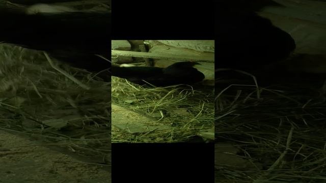 Большой вывод.Насетка Настя