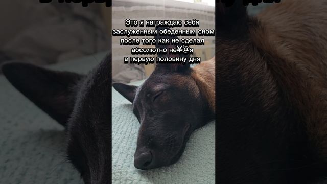Щенок МалинуА
