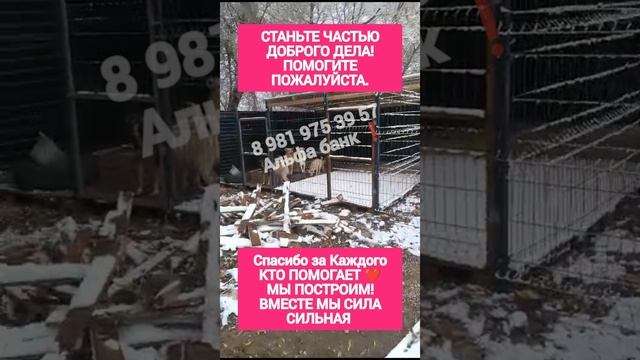 Строим вольеры для спасённых из отлова