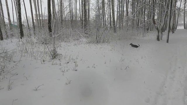 Первый снег ❄️ 02.11.2024г.
